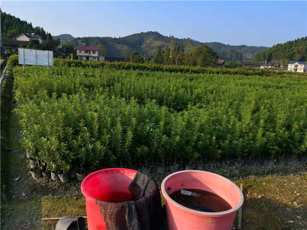 30直徑營(yíng)養(yǎng)杯楊梅苗